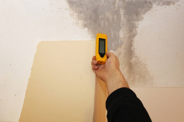 Best Mold Damage Restoration  in Lamont, MI