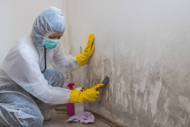 Best Black Mold Removal  in Lamont, MI