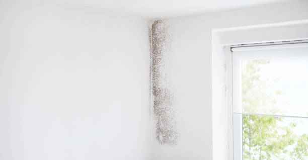 Best Mold Odor Removal Services  in Lamont, MI